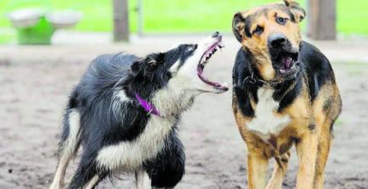 Dos perros muy peleones