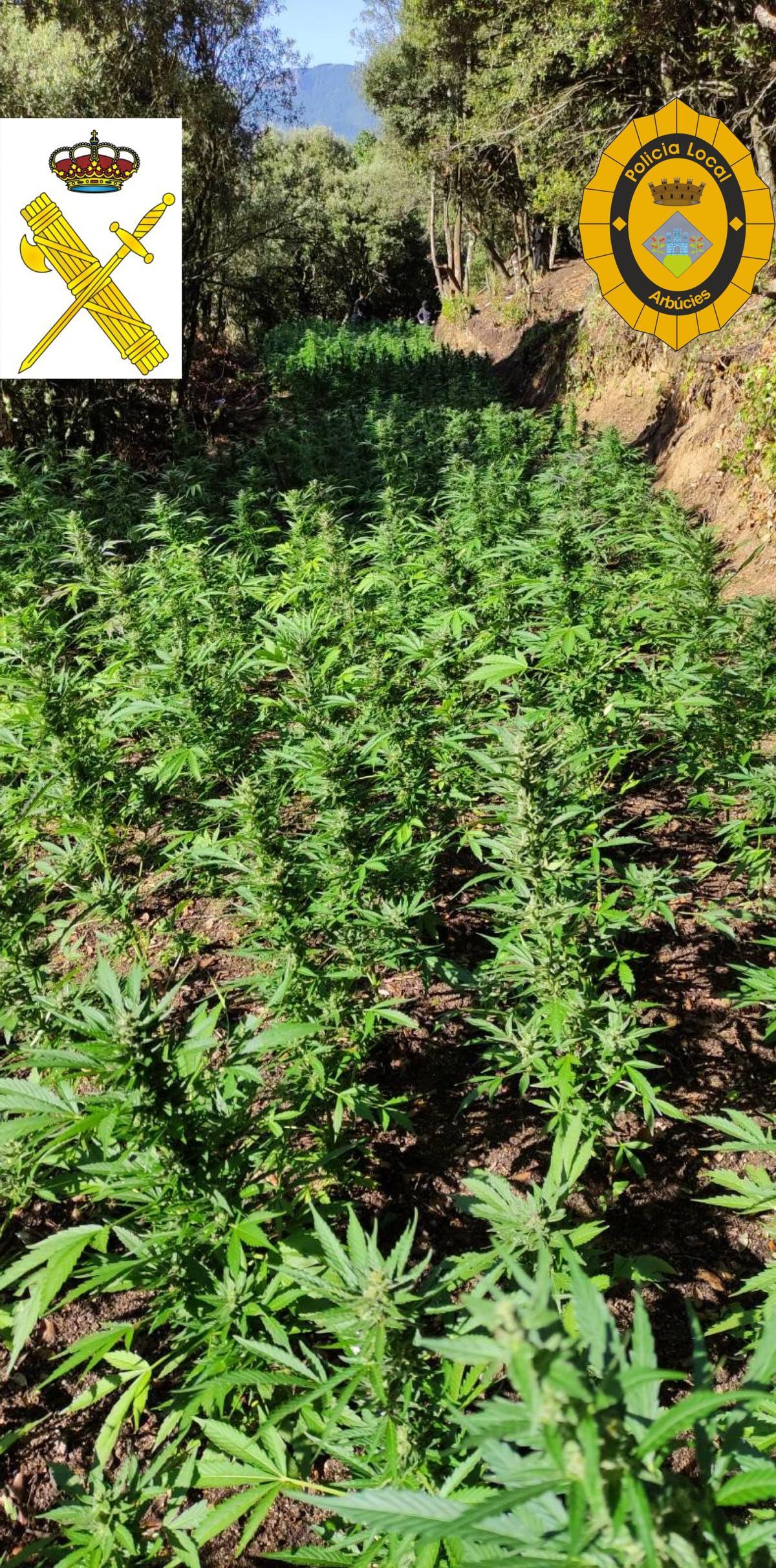 Una de les plantacions de marihuana Una de les plantacions de marihuana