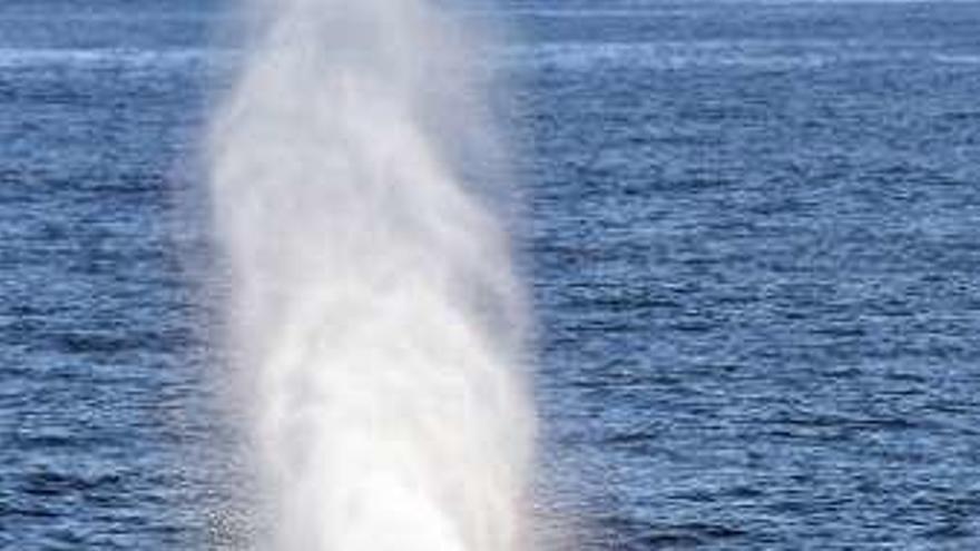 La ballena de las Rías Baixas.