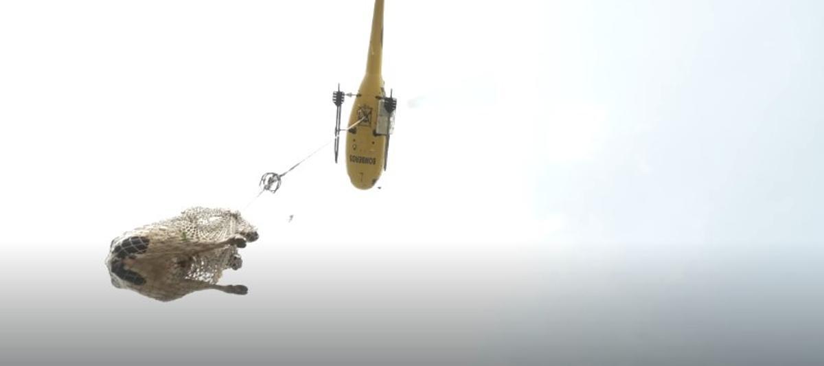 El helicóptero iza una de las vacas.