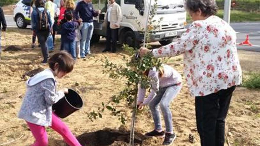 Plantada de 40 alzines, a Begur