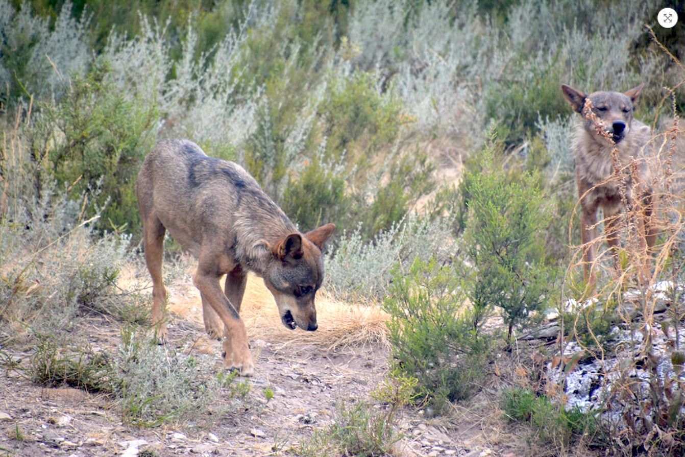 ¿Cuántos animales domésticos atacó el lobo el año pasado? Asturias echa cuentas (y debe pagar 1,1 millones)