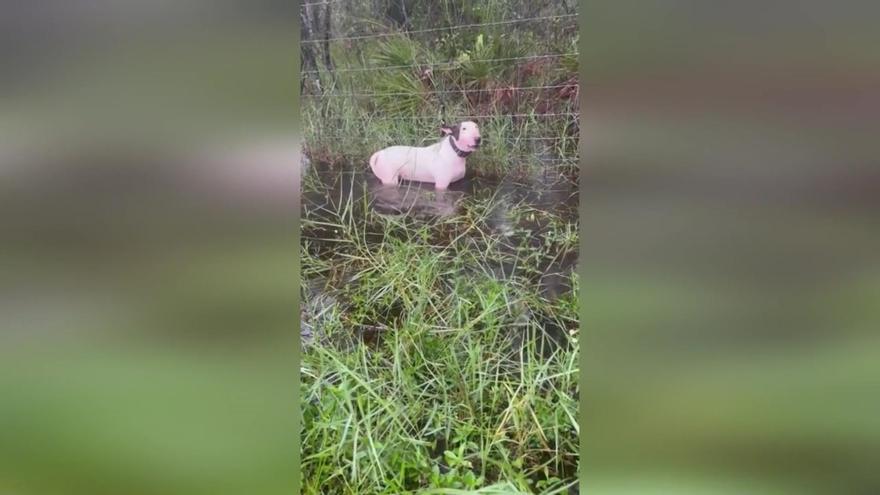 Rescate de un perro Bull Terrier abandonado y atado a una valla en una ...