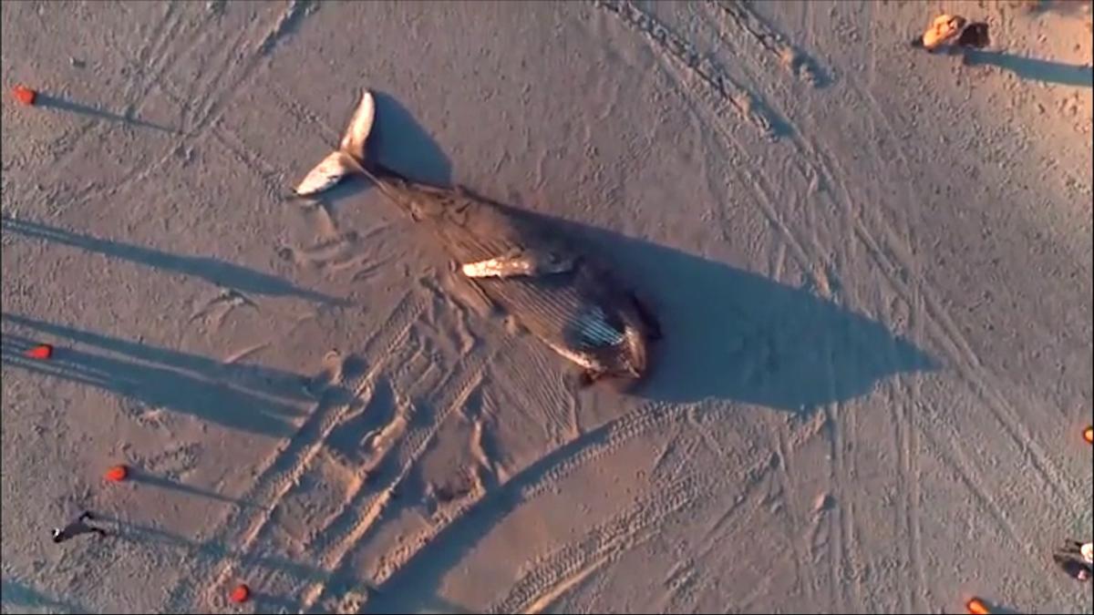 Encuentran en la playa de Atlantic City una enorme ballena jorobada varada.