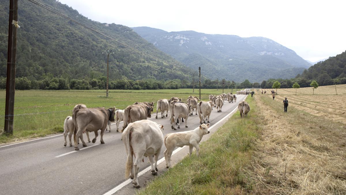 L’únic ramat transhumant de l’Empordà ja és a Llanars