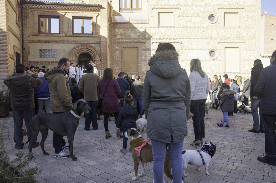 San Antón bendice a los animales en Benavente.