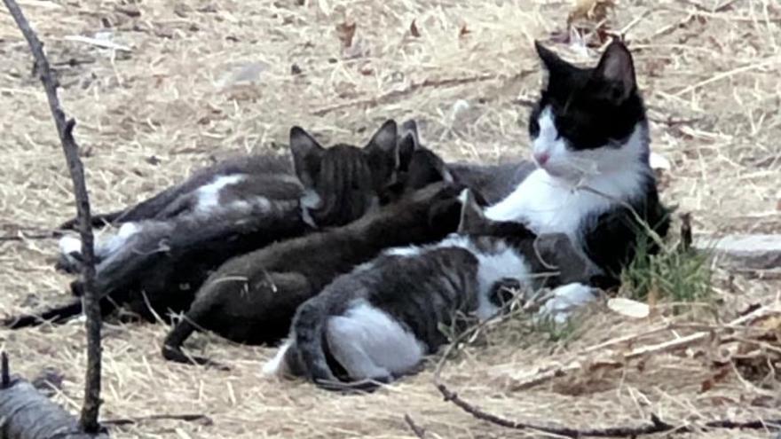 Una camada de gatitos en la colonia del Banco de España.