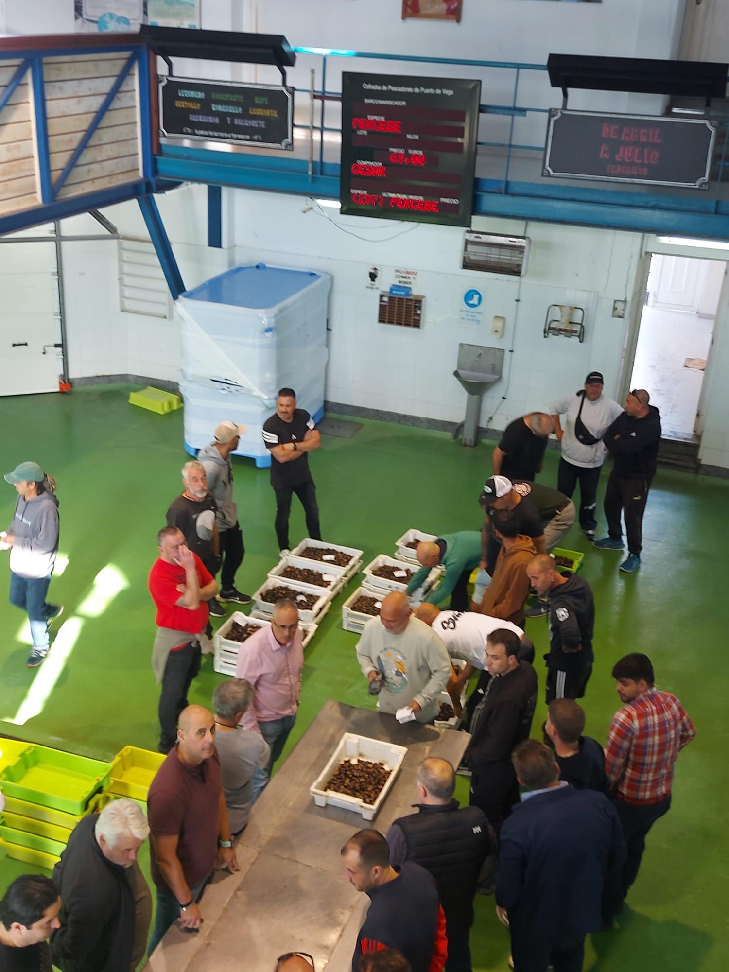 En imágenes: La primera subasta de percebe de la temporada en la rula de Puerto de Vega