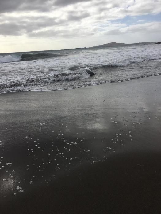 Un cachalote aparece muerto en la playa de Melenara