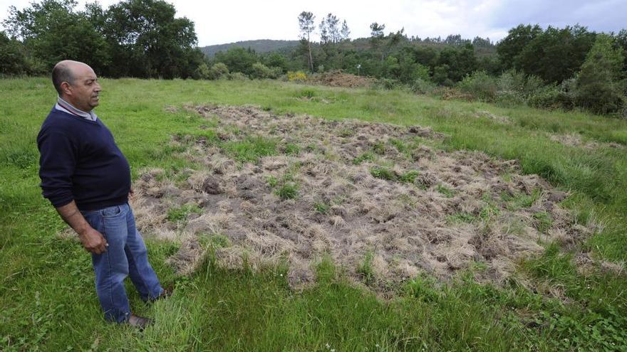 Daños del jabalí en una finca en Ventosa.