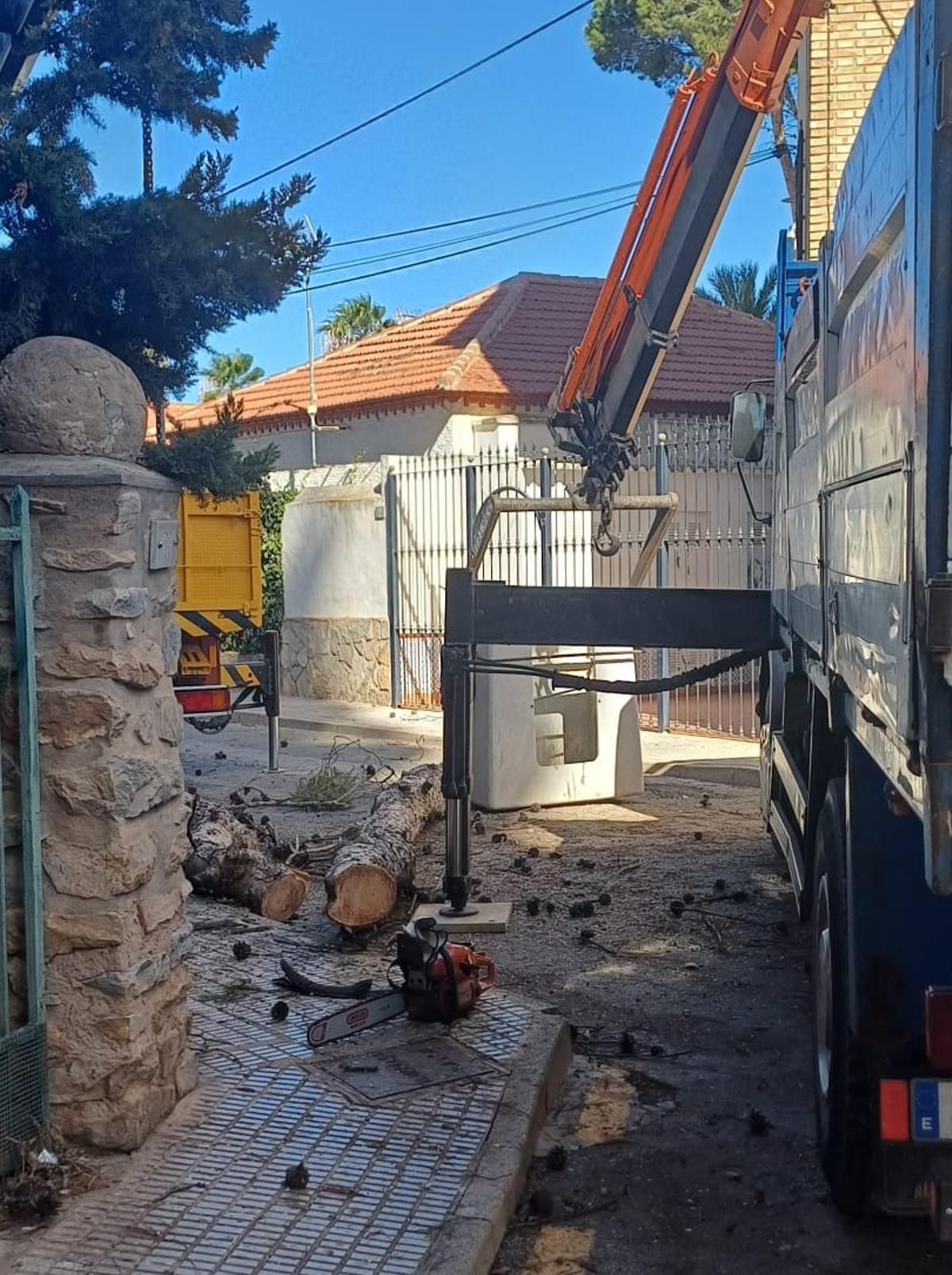 Tala de pinos centenarios en Santiago de la Ribera | Suspenden la tala ...