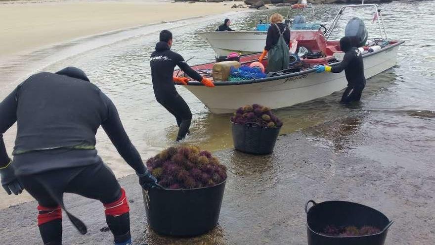 Un grupo de pescadores descarga erizo de mar en la costa gallega. // M.M.