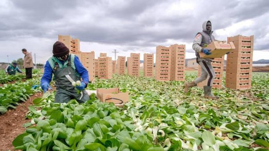 Imagen de trabajadores recolectando una de las últimas cosechas de los cultivos invernales que aún quedan en Novelda.