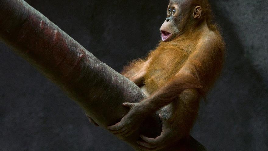 La masturbación masculina tendría un sentido evolutivo en los primates y humanos