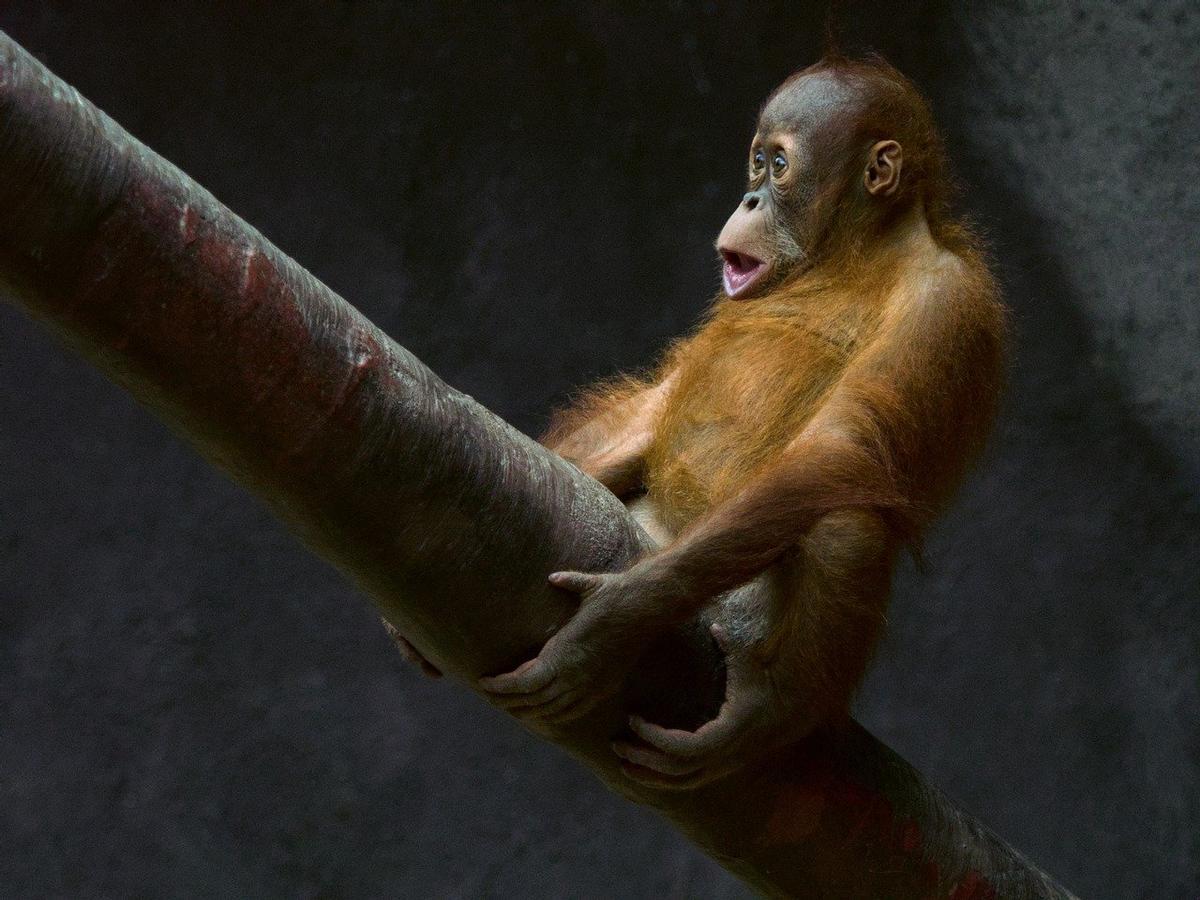 Primate sobre un árbol.