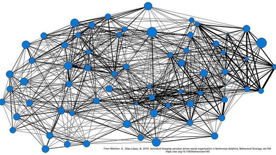 Dibujo que muestra la red social de cada delfín, marcando cada ejemplar con un punto azul que es más grande cuanto más numerosas son sus visitas a las bateas. Mediante líneas se marcan sus contactos con otros ejemplares y se comprueba que los que usan la despensa de los viveros se relacionan menos que los otros.