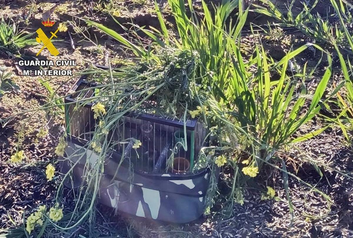 Reclamo oculto para cazar aves, en Badajoz.