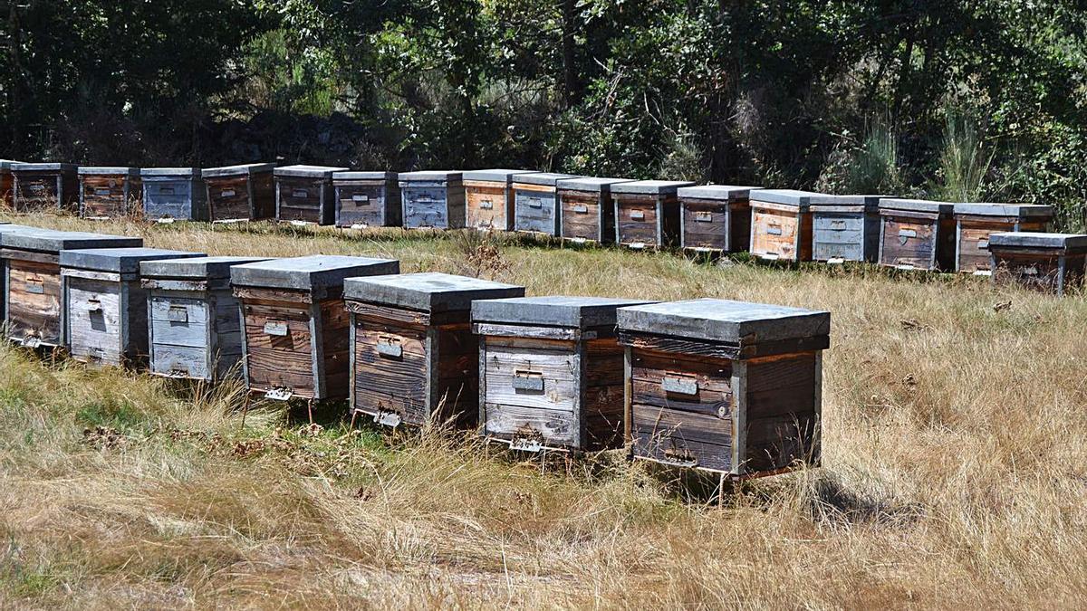 Un conjunto de colemnas en un monte de Sanabria. | A. Saavedra