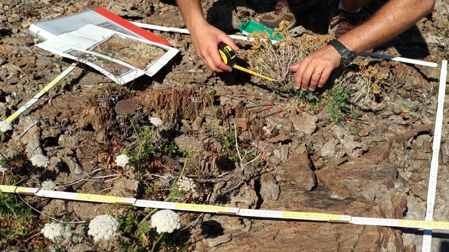 El Cap de Creus quadruplica el nombre d&#039;exemplars d&#039;una planta en risc d&#039;extinció en només un any