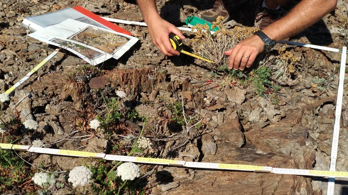 Un investigador analitzant una població de sèseli al Parc Natural del Cap de Creus