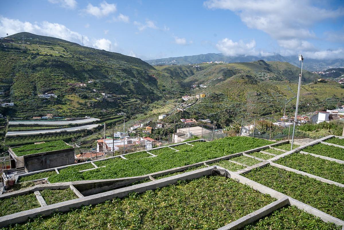 Berreras de Telde.