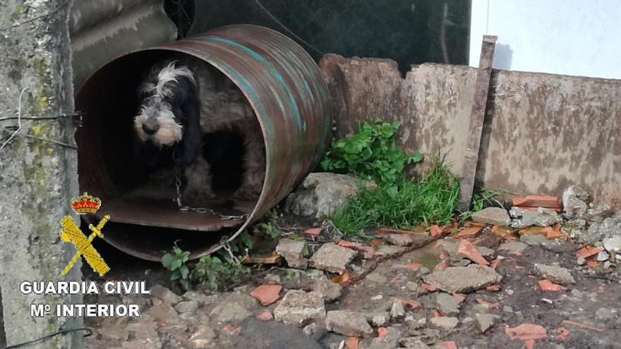 Denunciados cinco dueños de perros por incumplir la ley de bienestar animal