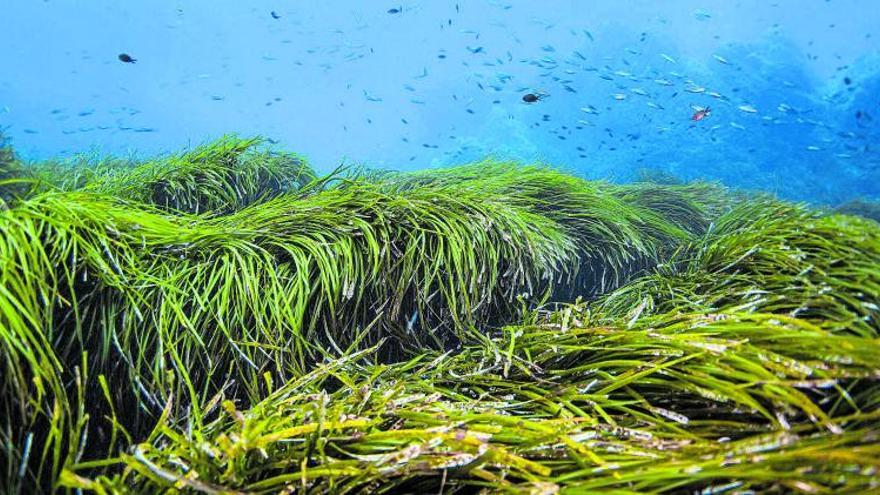 Prat submarí de
posidònia oceanica,
que captura CO2.   |   
SHUTTERSTOCK