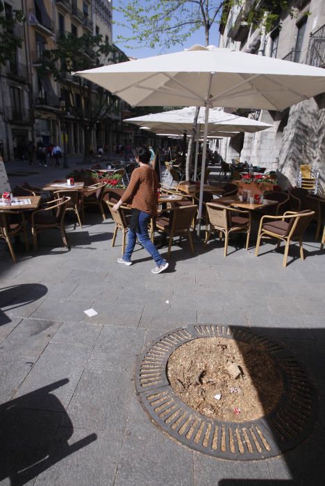 Arbres talats a la Rambla Llibertat de Girona