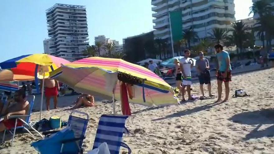 Cientos de abejas invaden una sombrilla en San Juan playa