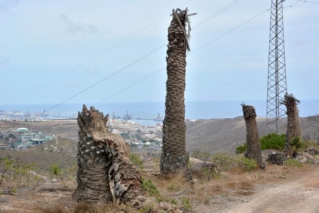 PALMERAL ENFERMO EN EL LAZO Y EL FONDILLO