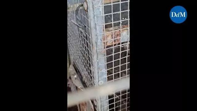 Unos activistas denuncian años de presunto maltrato animal en una finca de Santa Margalida