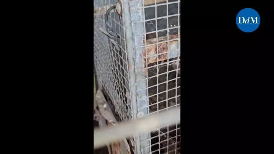 Unos activistas denuncian años de presunto maltrato animal en una finca de Santa Margalida