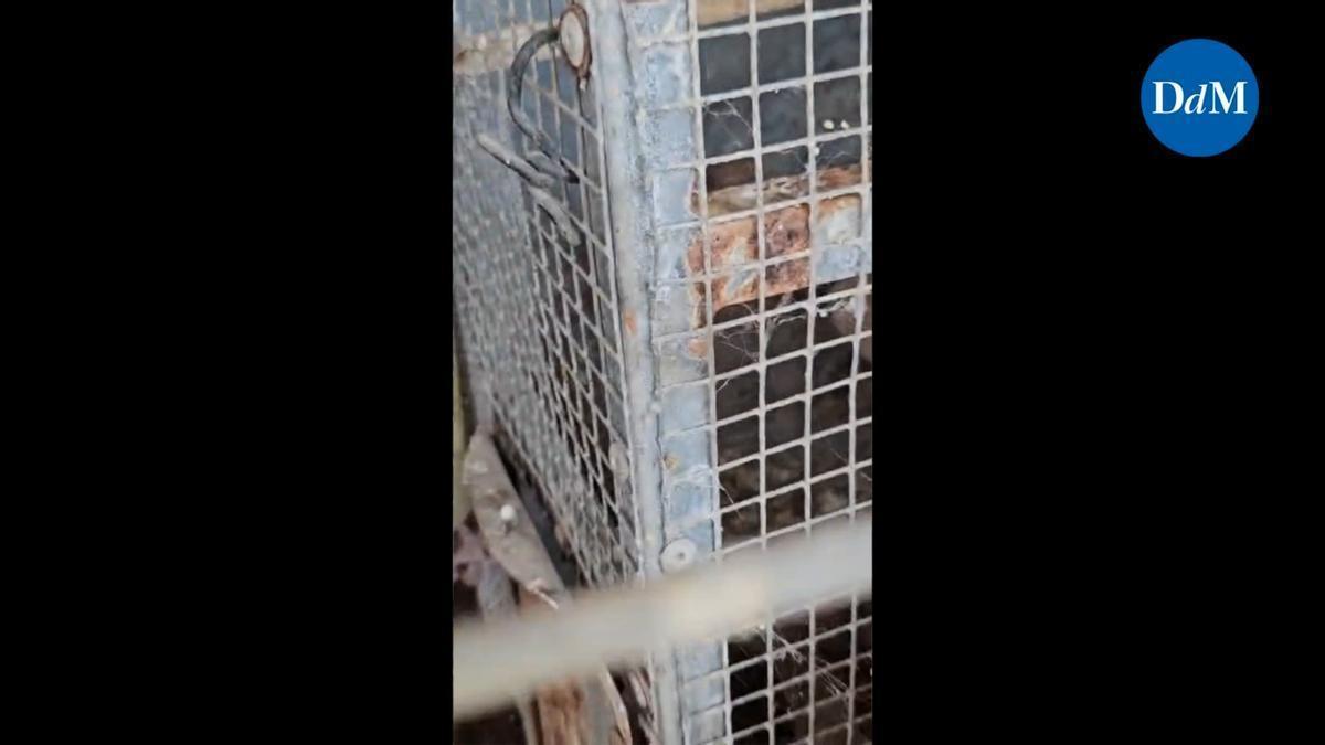 Unos activistas denuncian años de presunto maltrato animal en una finca de Santa Margalida