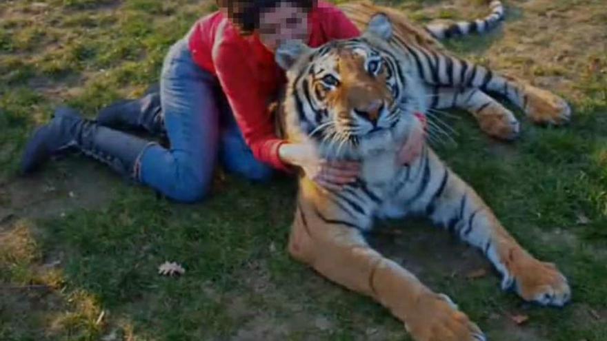 Una trabajadora abraza a un tigre en un vídeo promocional del recinto zoológico difundido en las redes sociales.