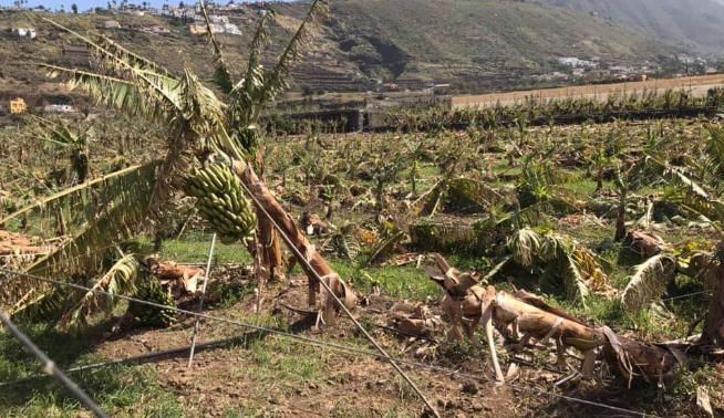 Un árbol partido por el efecto del viento.