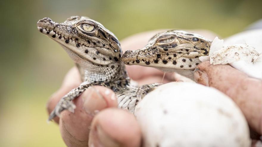 Hay &quot;esperanza&quot; para el planeta: un macroestudio prueba que las políticas de conservación sí logran restaurar la biodiversidad