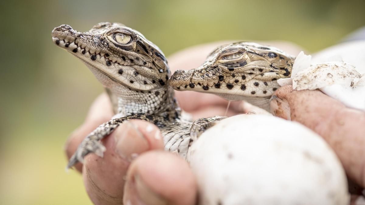 Dos crías de cocodrilo cubano, una especie que se está recuperando gracias a la creación de santuarios en el Pantano de Zapata. / ROBIN MOORE / RE:WILD