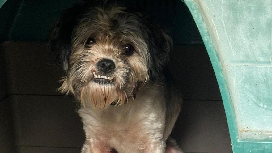 El Seprona decomisa en un solo día cinco perros en Bueu por su estado de abandono