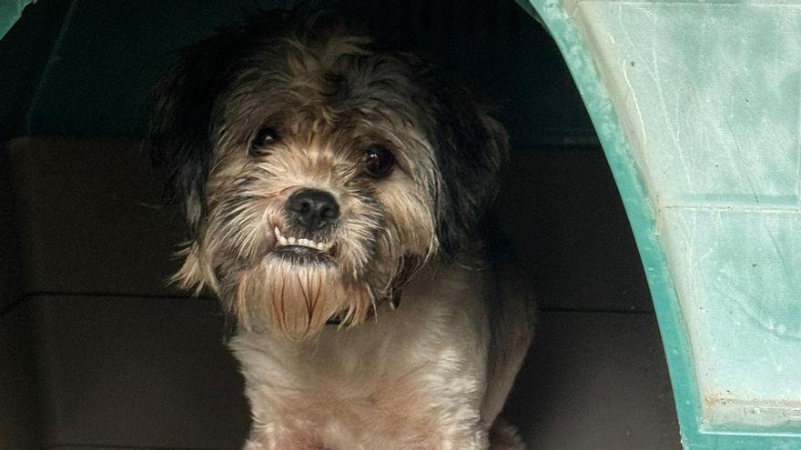 El Seprona decomisa cinco perros en Bueu por su estado de abandono