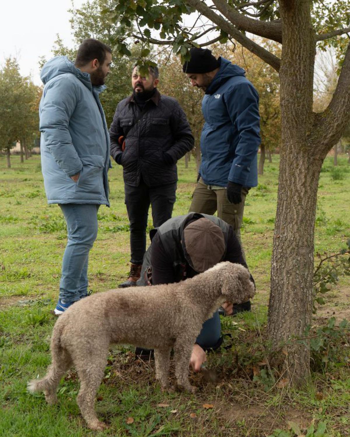 La trufa negra de Zamora, un ejemplo para Turquía