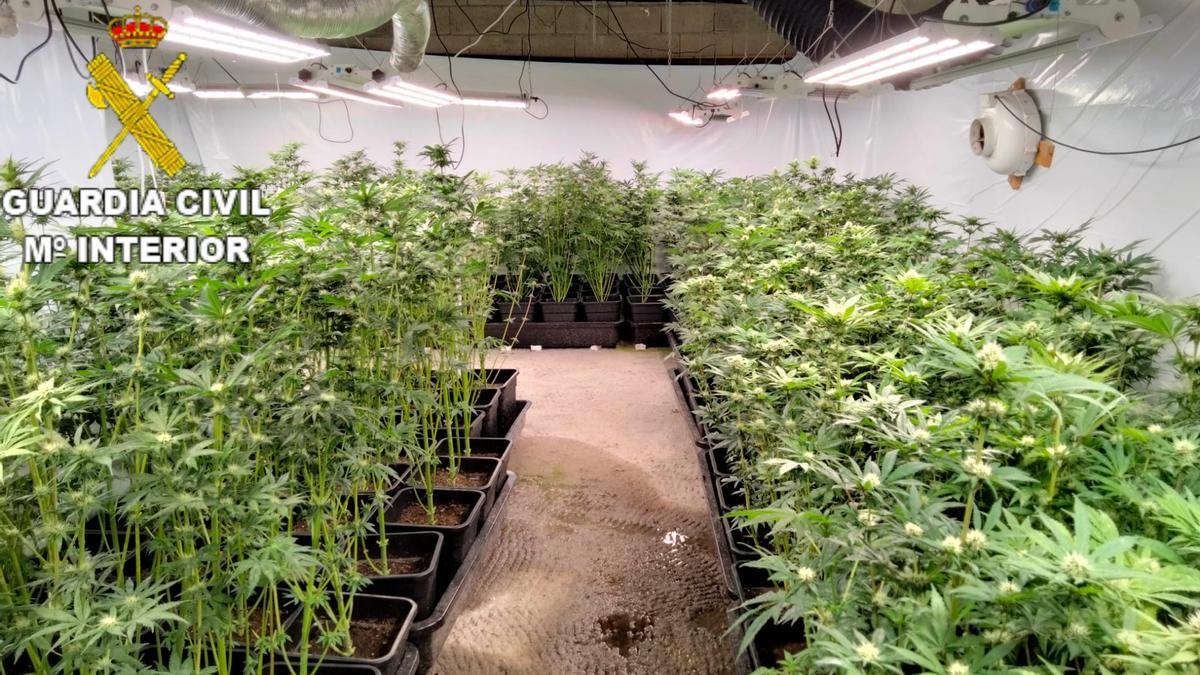 Plantas de marihuana localizadas por la Guardia Civil en Abegondo.