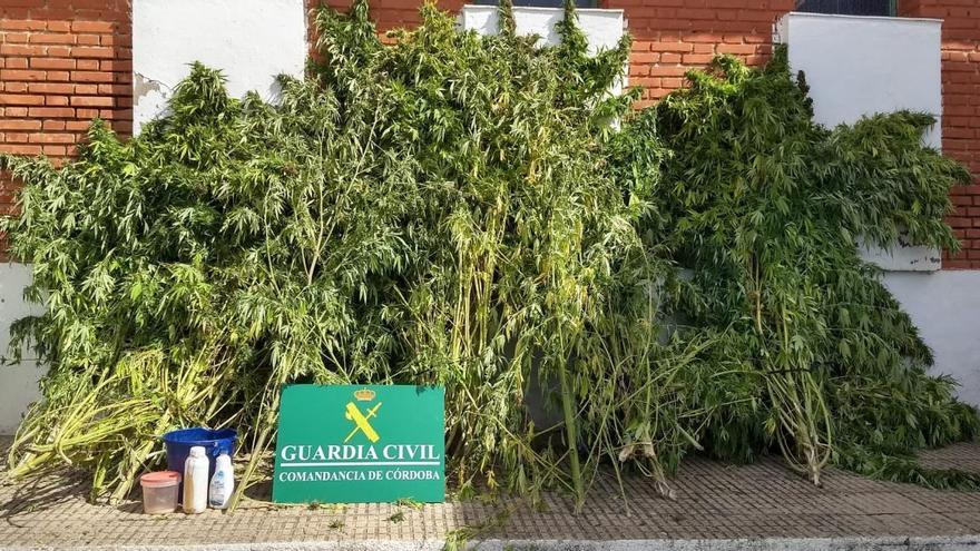 Desmantelan una plantación de marihuana en Espiel y detienen a dos personas