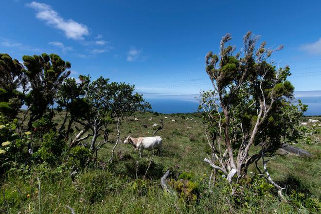 Isla de Pico, en Azores