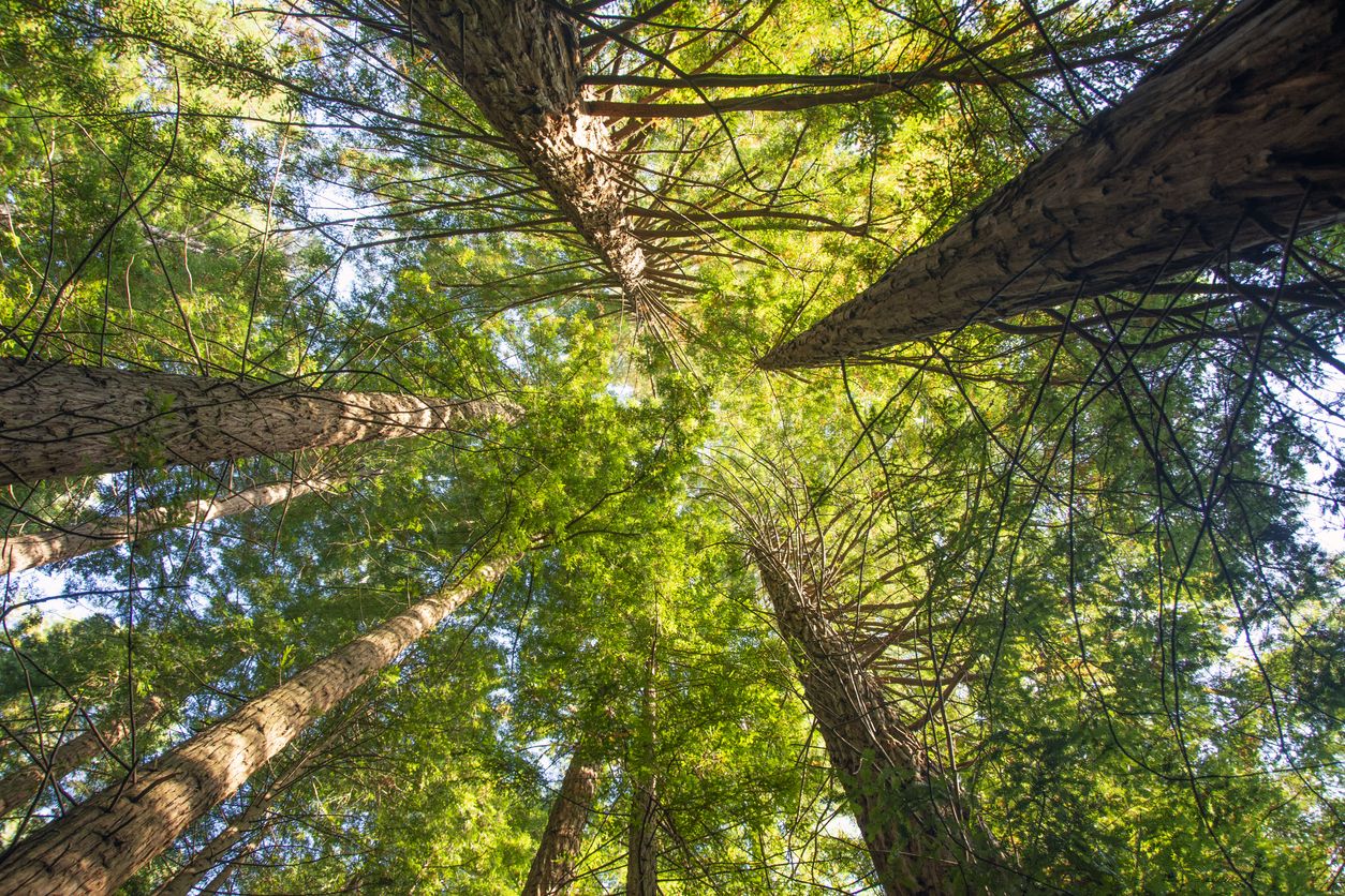 Secuoyas, Cabezón de la Sal, Cantabria.
