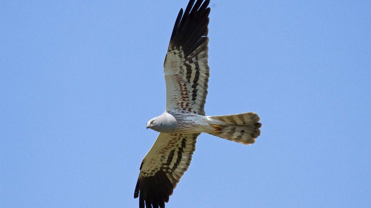 Ejemplar de aguilucho cenizo