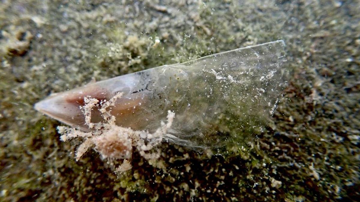 Halladas por primera vez larvas de nacra en la Costa Brava después del parásito que arrasó la especie