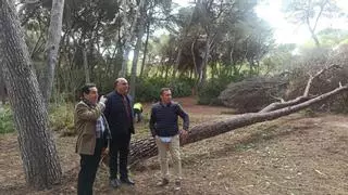 Limpian de maleza los barrancos y parajes de Orihuela Costa para evitar incendios