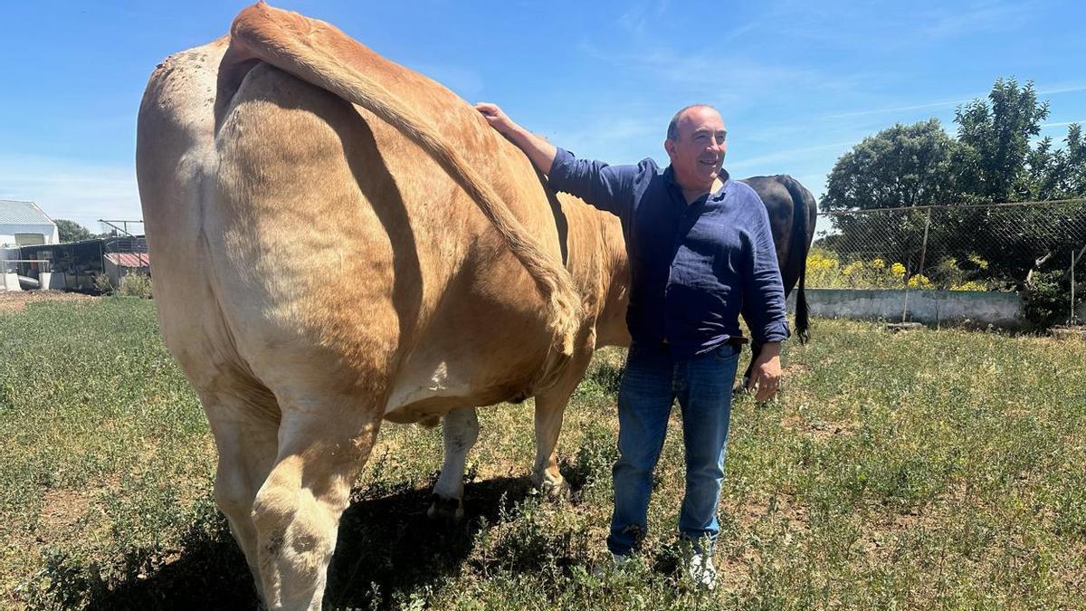 José Gordón con uno de sus bueyes