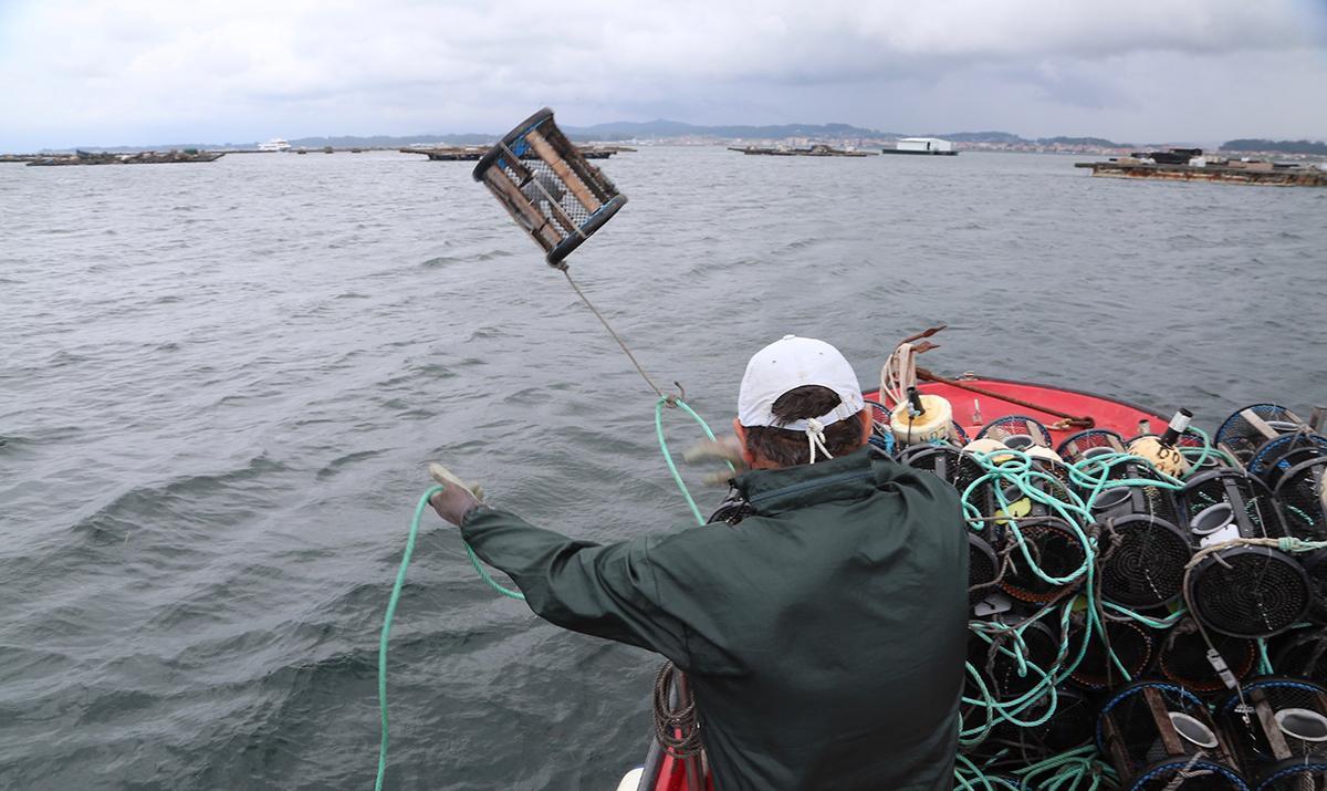 Un marinero lanza una nasa de nécoras, como las que el vendedor de la embarcación llevaba de manera ilegal