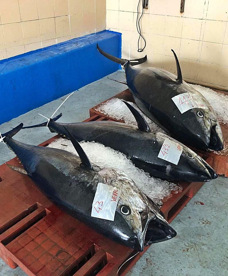 Atunes rojos acabados de pescar tras ser subastados en el interior de una lonja. | Activos